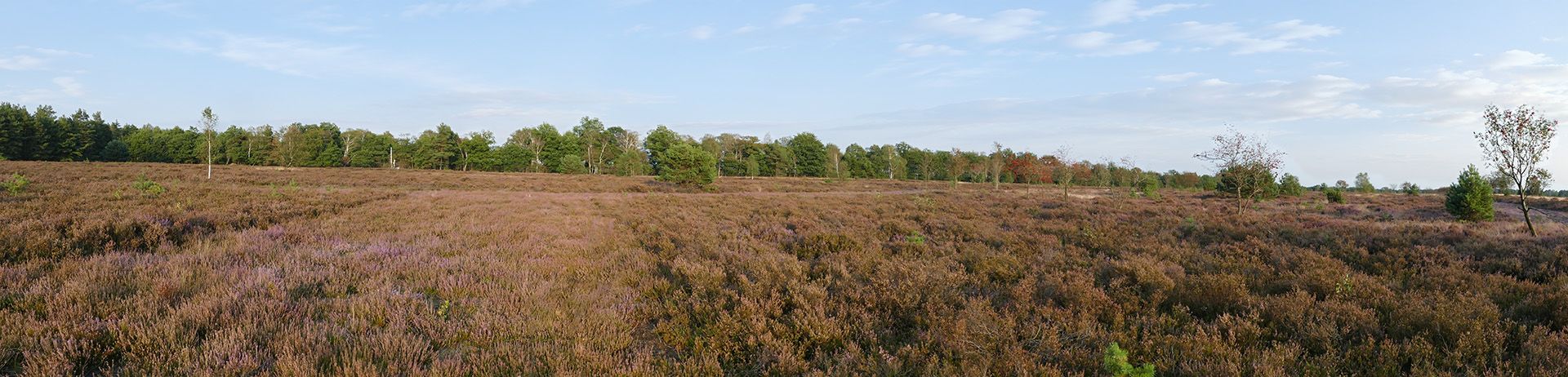 Landschaft der Lüneburger Heide