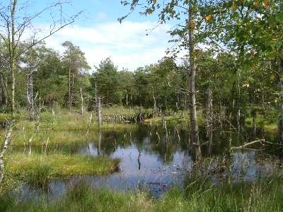 Mit allen Sinnen durch die Lüneburger Heide